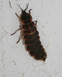 120810_006_GL_José Ramón Guzmán Álvarez_Murguía_Zuya_Álava_Lampyris iberica_Hembra_3_reducida.jpg